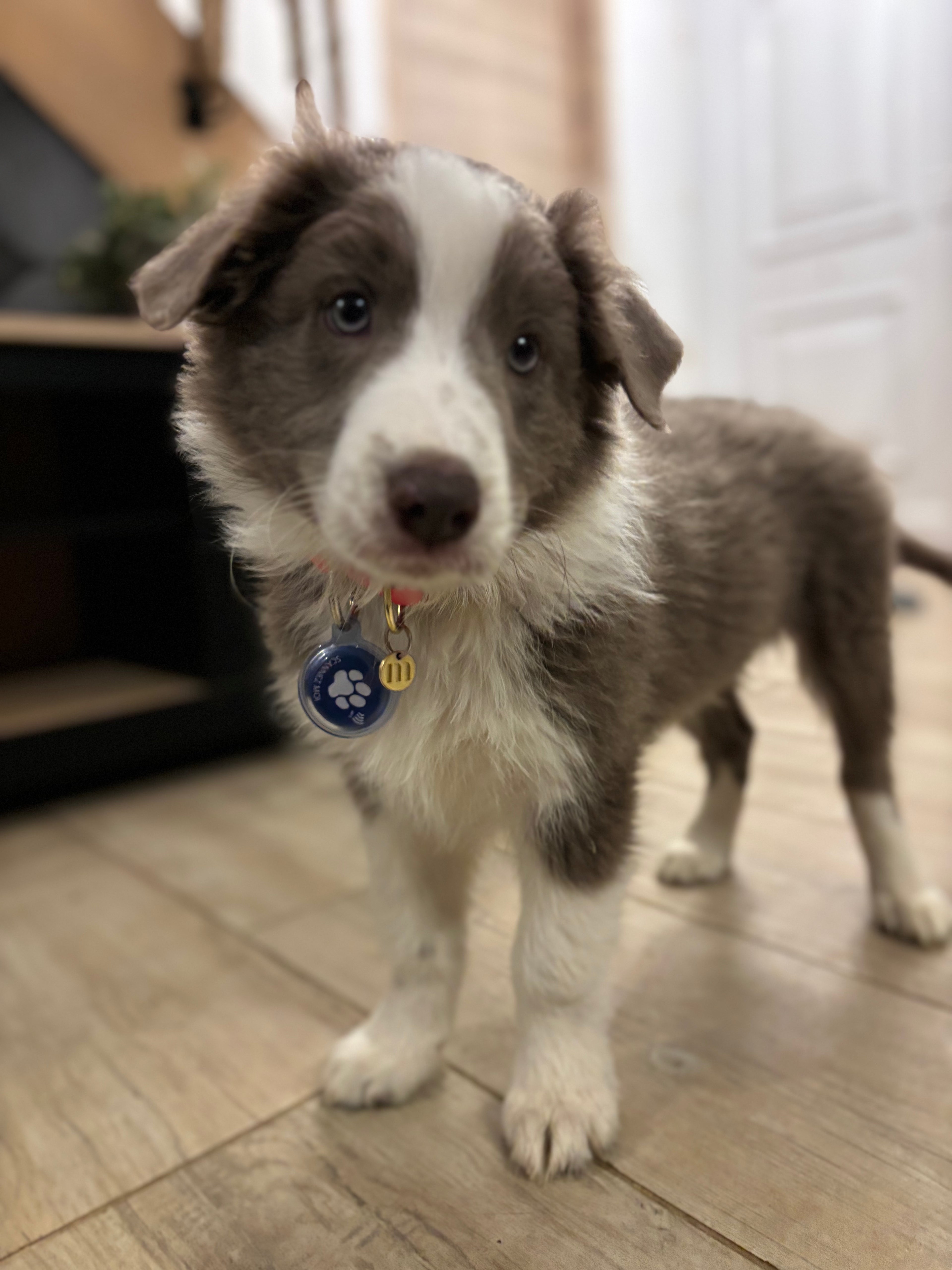 medaillon nfc pour chien