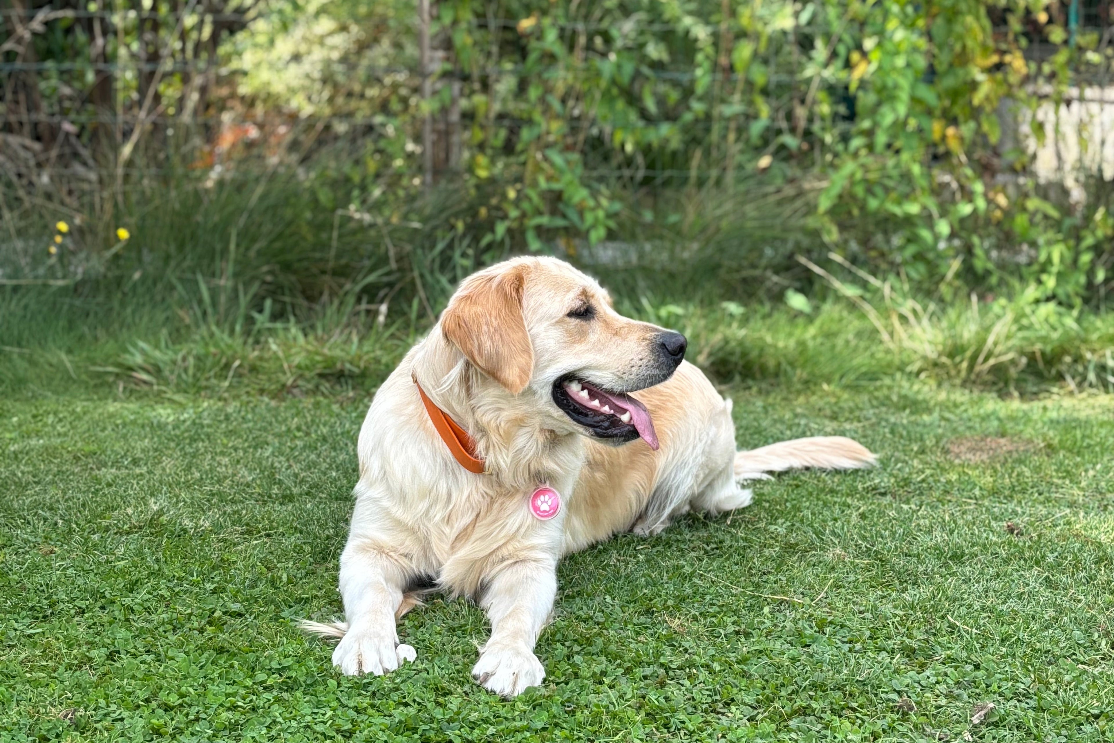 medaillon nfc pour chien
